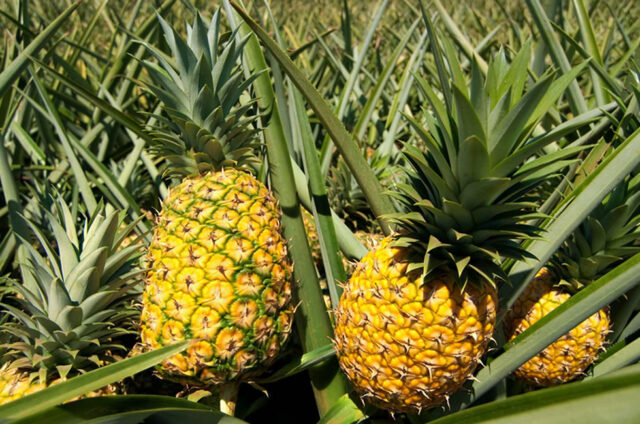 Pineapples